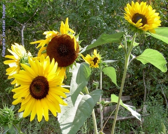 n�chstes Bild anzeigen...