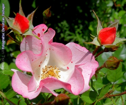 n�chstes Bild anzeigen...