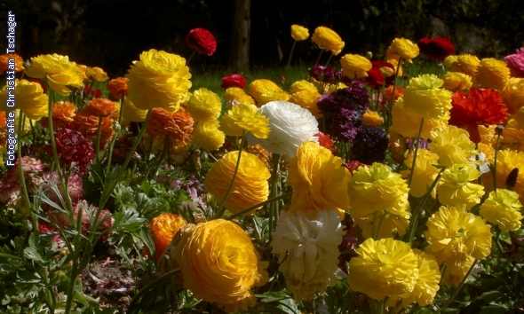 n�chstes Bild anzeigen...