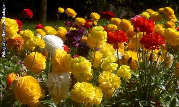 n�chstes Bild anzeigen...