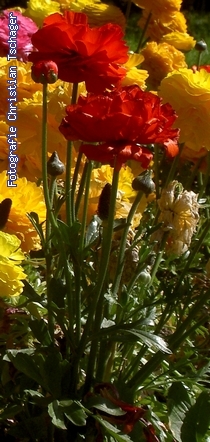 n�chstes Bild anzeigen...