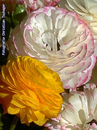 n�chstes Bild anzeigen...