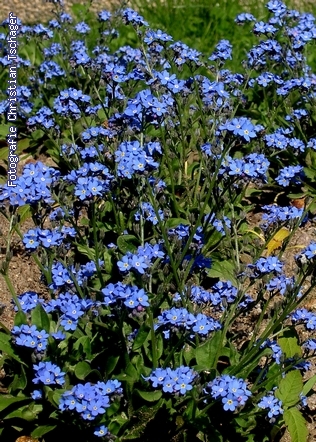 n�chstes Bild anzeigen...