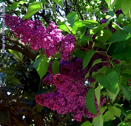 n�chstes Bild anzeigen...