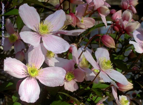 n�chstes Bild anzeigen...