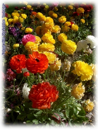 n�chstes Bild anzeigen...