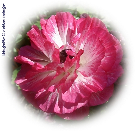 n�chstes Bild anzeigen...