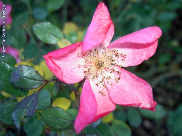 n�chstes Bild anzeigen...