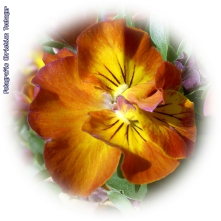 n�chstes Bild anzeigen...