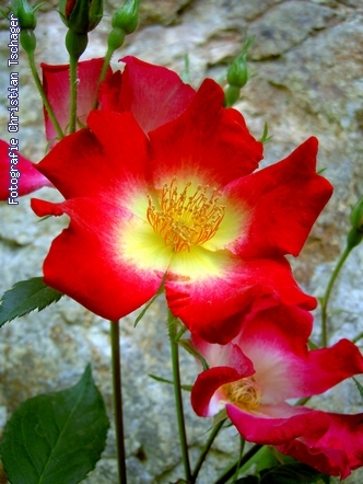 n�chstes Bild anzeigen...