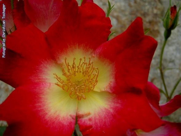 n�chstes Bild anzeigen...