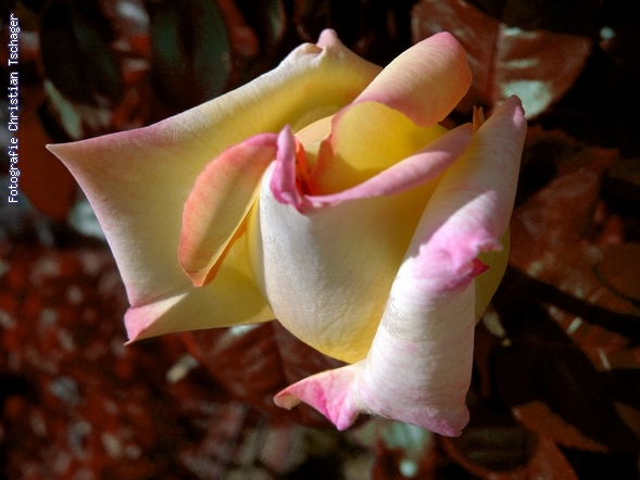 n�chstes Bild anzeigen...