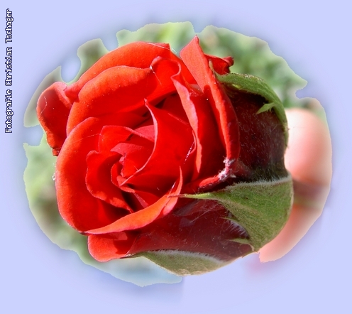 n�chstes Bild anzeigen...