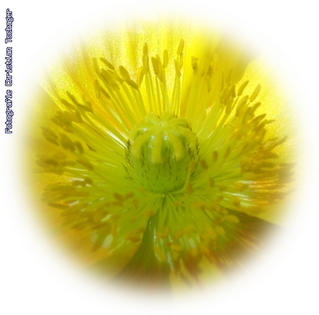 n�chstes Bild anzeigen...