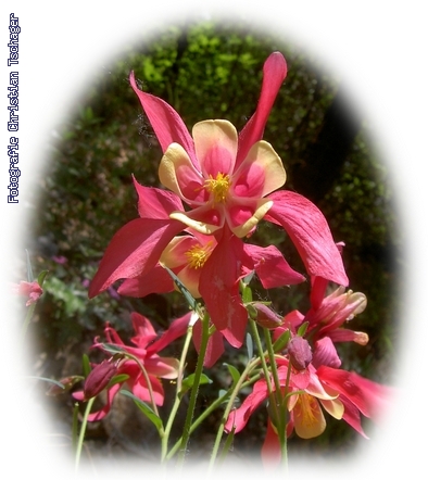 n�chstes Bild anzeigen...