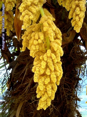 n�chstes Bild anzeigen...