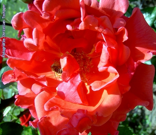 n�chstes Bild anzeigen...