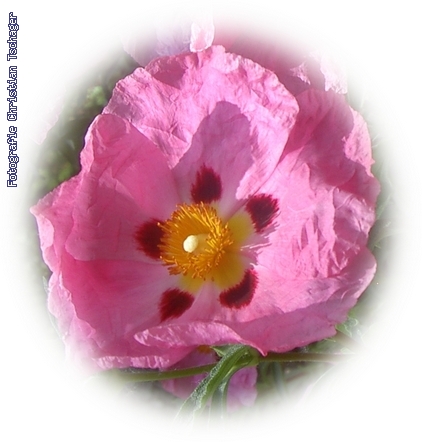 n�chstes Bild anzeigen...