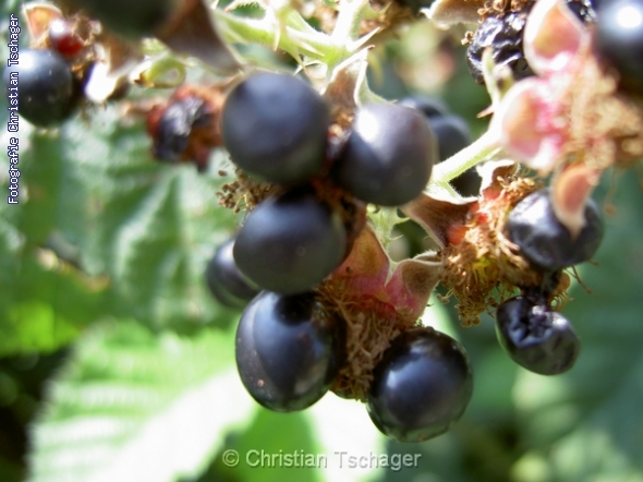 n�chstes Bild anzeigen...