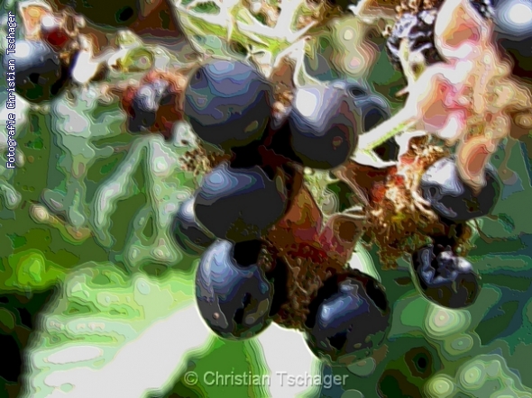 n�chstes Bild anzeigen...