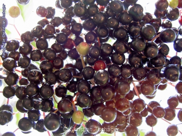 n�chstes Bild anzeigen...