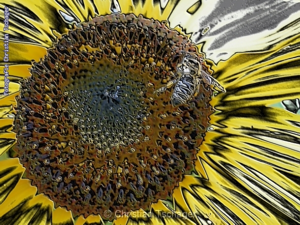 n�chstes Bild anzeigen...