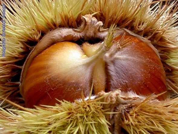 n�chstes Bild anzeigen...