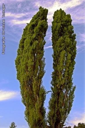 n�chstes Bild anzeigen...