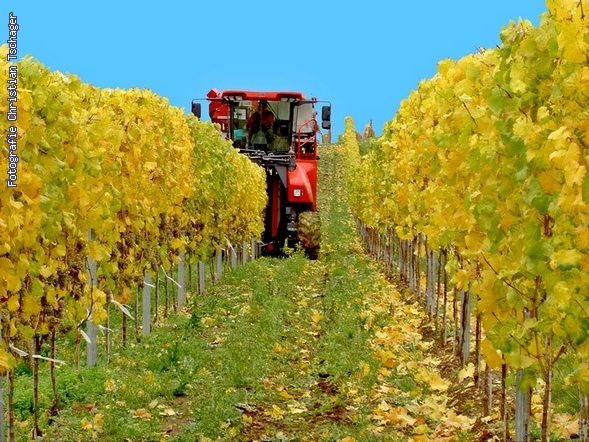 n�chstes Bild anzeigen...