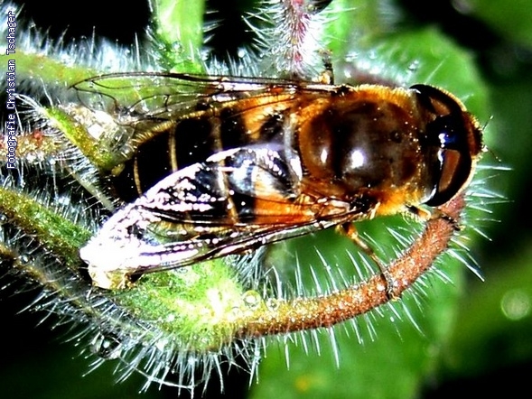 n�chstes Bild anzeigen...