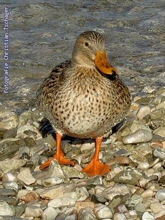 n�chstes Bild anzeigen...