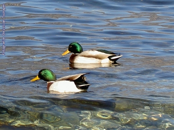 n�chstes Bild anzeigen...