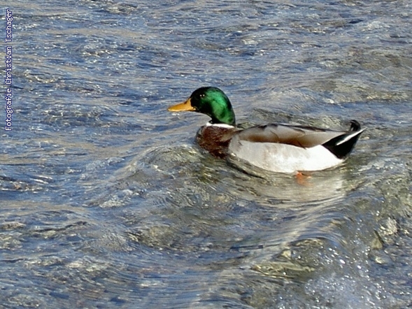 n�chstes Bild anzeigen...