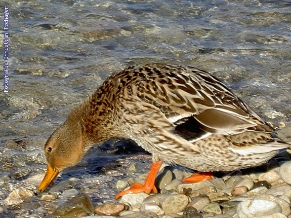 n�chstes Bild anzeigen...