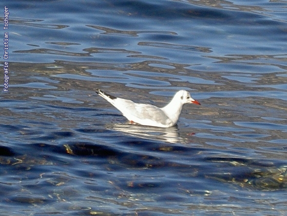 n�chstes Bild anzeigen...