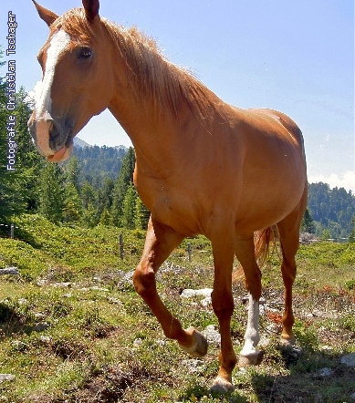 n�chstes Bild anzeigen...