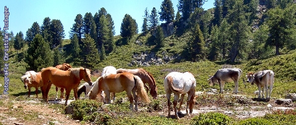 n�chstes Bild anzeigen...