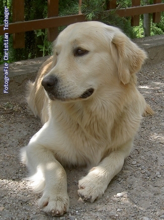 n�chstes Bild anzeigen...