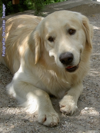 n�chstes Bild anzeigen...